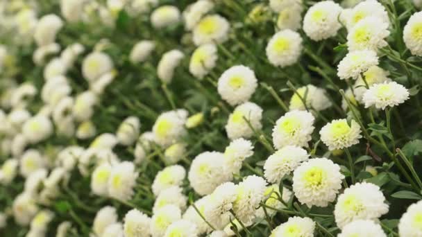 Belle Fleur Blanc Chrysanthèmes Fleur Soufflant Dans Ferme — Video