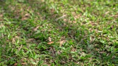 yeşil çimenlerin üzerinde ayak adım onun ayakkabı bağcığı eğitim önce bağlı