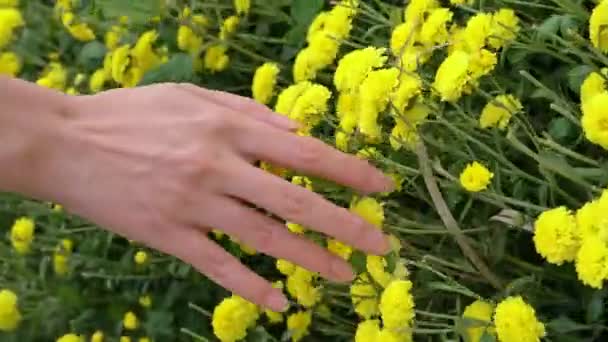 Slow Motion Woman Using Hand Touch Chrysanthemums Flower Walking Pass — Stock Video