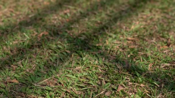 Young Woman Tying Laces Running Shoes Training Green Grass — Stock Video