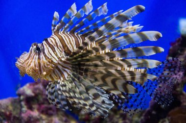 Suyun altındaki renkli balıklar