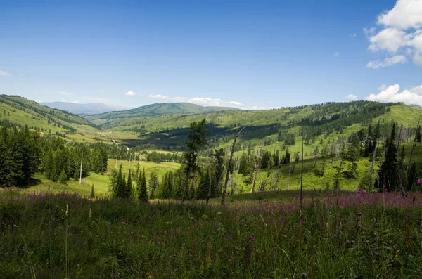 Dağlarda çiçekler