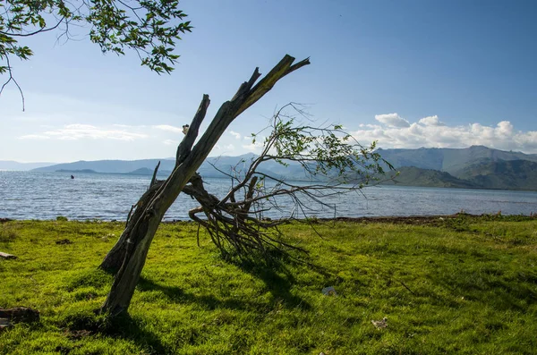 ağacın yanında su