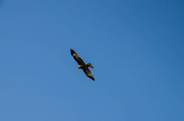 bir kartal gökyüzünden