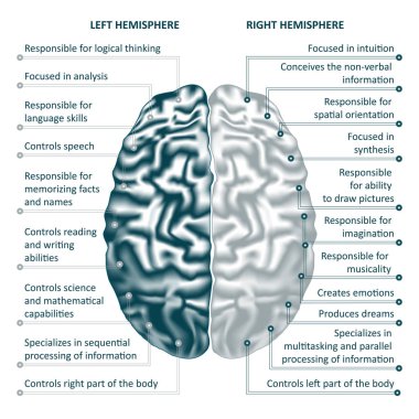 Sol ve sağ hemisfer infographics vektör çizim beyin