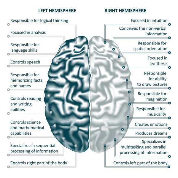 Creierul emisferele stânga și dreapta infografice ilustrație vectorială — Vector de stoc