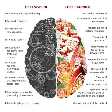 Sol ve sağ hemisfer infographics vektör çizim beyin