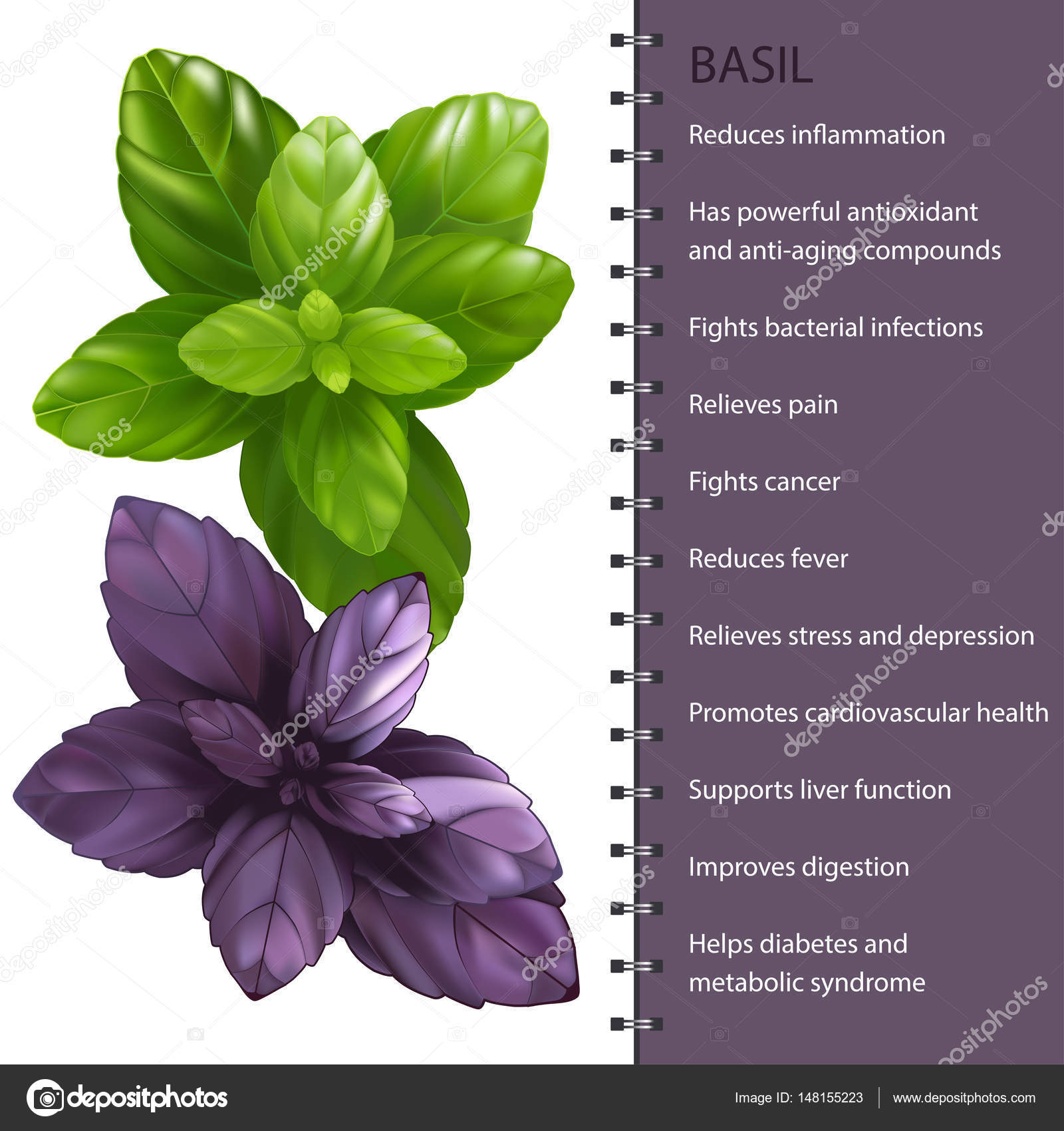Basil herb leaves infographic, vector illustration Stock Vector by ©s