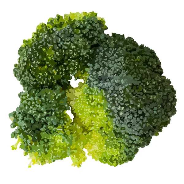 Grøn broccoli isoleret på hvid top view vektor illustration – Stock-vektor