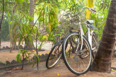 Bisikletler yağmur altında tree yakınındaki