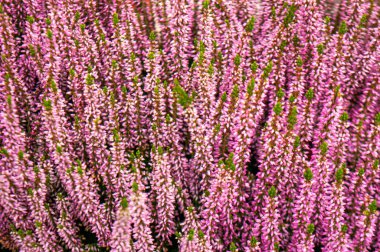 Heather çiçekleri. Parlak doğal arkaplan kapat