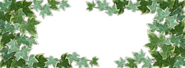 White background half covered by common ivy leaves