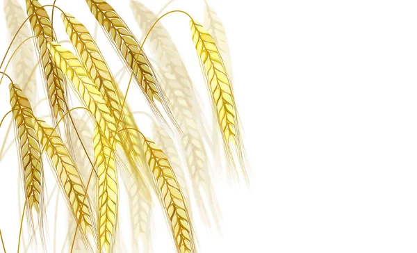 Ilustración vectorial de la oreja de cebada sobre fondo blanco - espiga de cereal amarillo maduro — Vector de stock