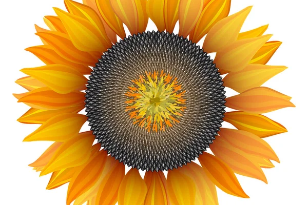 Bright sunflower on white background with clipping mask — Wektor stockowy
