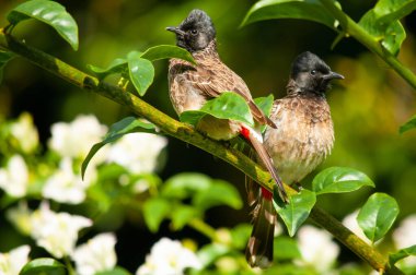 Bir dala tünemiş kırmızı havalandırmalı bulbul çifti