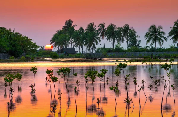 Pequeños manglares en el atardecer. Puesta de sol tropical —  Fotos de Stock