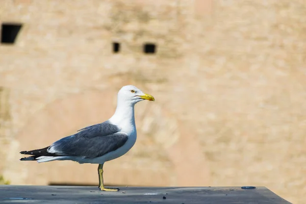 Gaivota húmida em roma — Fotografia de Stock