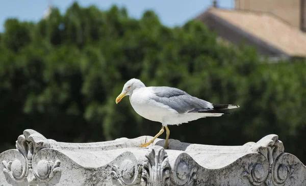 Grande gaivota em roma — Fotografia de Stock