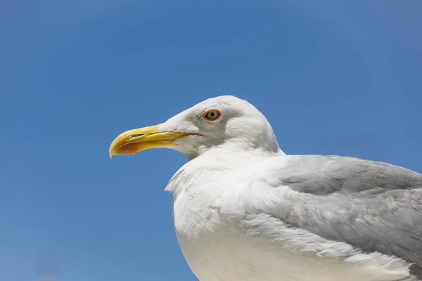 Retrato do seagul — Fotografia de Stock