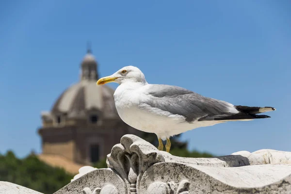 Велика чайка в Римі — стокове фото