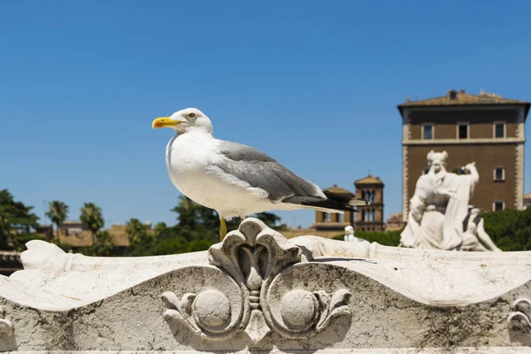 Stora seagull i Rom — Stockfoto