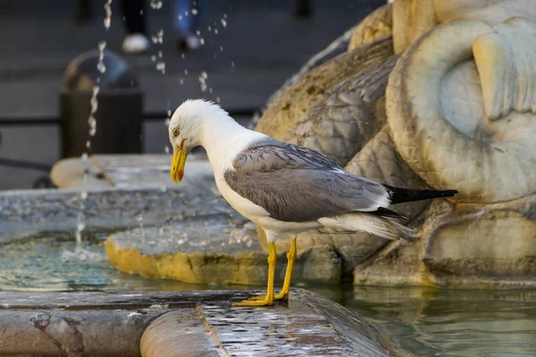 Gaivota húmida em roma — Fotografia de Stock