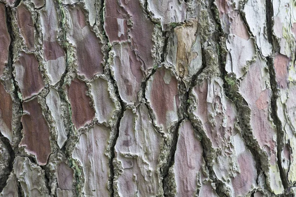Brown texture of pine bark with interesting pattern — Stock Photo, Image
