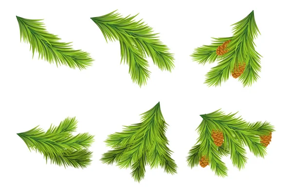 Reihe von Weihnachtsbaumzweigen zur Dekoration. — Stockvektor