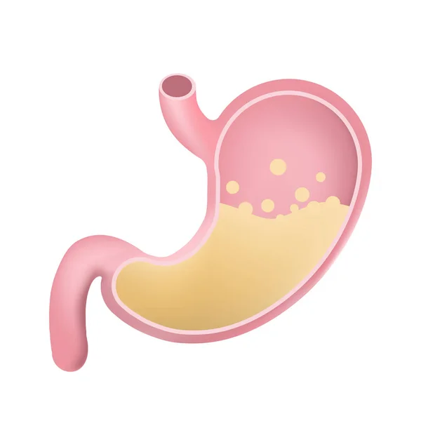 Stomach icon. Human internal organs symbol. Digestive system anatomy. Vector illustration in flat style isolated on white background — Stock Vector