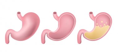 Set of stomach icons. Human internal organs symbol. Digestive system anatomy. clipart