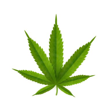 Cannabis leaf isolated on white background. Realistic marijuana.