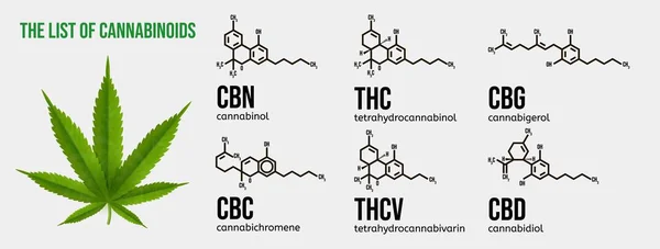 Realistic vector illustration of cannabis plant. List of the cannabinoids. — Stock vektor