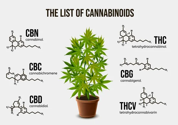 Realistic vector illustration of potted cannabis and chemical structure of cannabinoid compounds. — Stock vektor