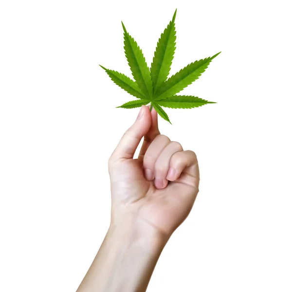 Cannabis leaf realistic picture. Marijuana leaf holds in hand — Stock vektor