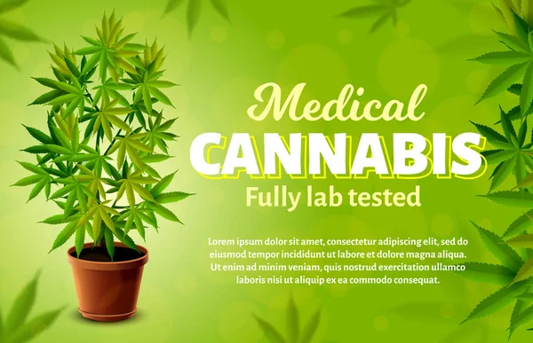Banner de vetor de cannabis medicinal. Planta de maconha realista . — Vetor de Stock
