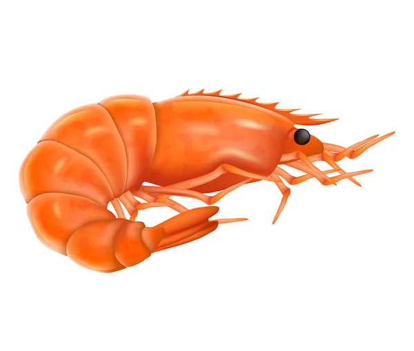 Ilustrasi vektor realistis udang masak. Udang rebus diisolasi pada latar belakang putih. - Stok Vektor