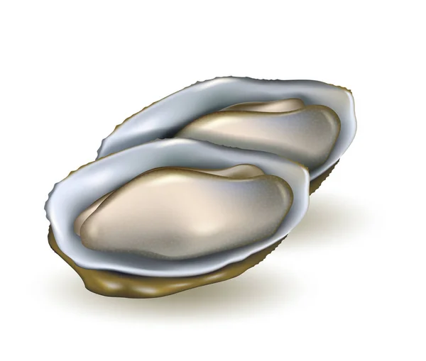 Illustration vectorielle réaliste des huîtres. Produits de la mer isolés . — Image vectorielle