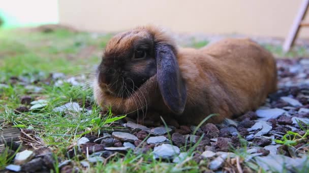 Schattig bruin konijn liggend op de vloer — Stockvideo