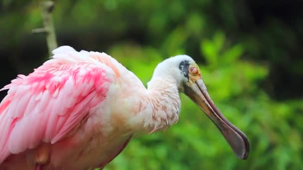 Pájaro limpiando sus plumas — Vídeos de Stock