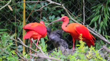 Kızıl aynak birkaç besleme bebek kuşlar