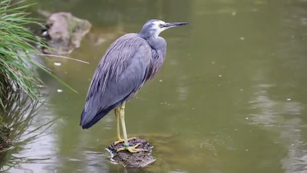 White-Faced Heron Standing On A Stone — Stock Video