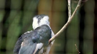 Von der Decken 'in boynuz gagası (Tockus deckeni)