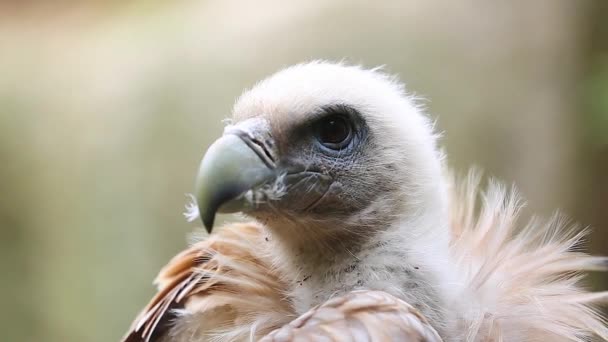 Close Up Portrait Of A Griffon Vulture — Stock Video