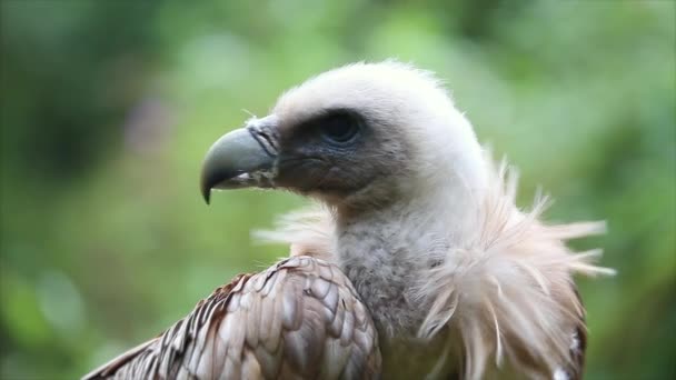 Gros plan Portrait d'un vautour Griffon — Video