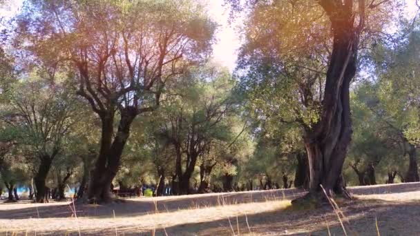 Üst üste zeytin ağaçları — Stok video