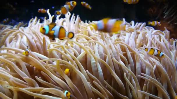 Pesci pagliaccio e Partnership di Anemone di mare — Video Stock