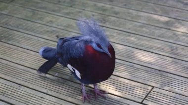 Güney taç güvercin 