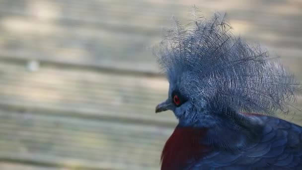 Красивый южный коронованный голубь — стоковое видео