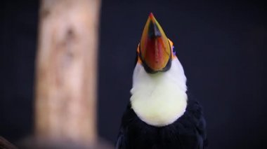 Toco Toucan portresi