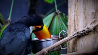 Güzel Toco yeme Toucan